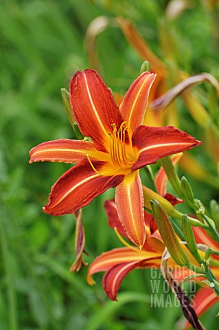 HEMEROCALLIS_STERN_VON_RIO