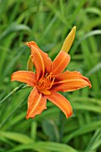 HEMEROCALLIS RAJA