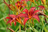 HEMEROCALLIS CRIMSON PIRATE