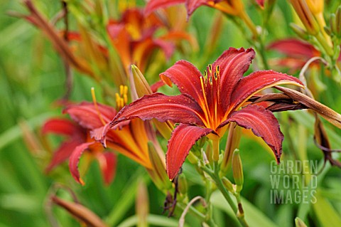 HEMEROCALLIS_CRIMSON_PIRATE