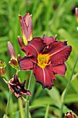 HEMEROCALLIS ED MURRAY