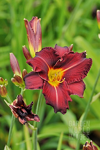 HEMEROCALLIS_ED_MURRAY