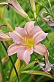 HEMEROCALLIS LAVENDER FLIGHT