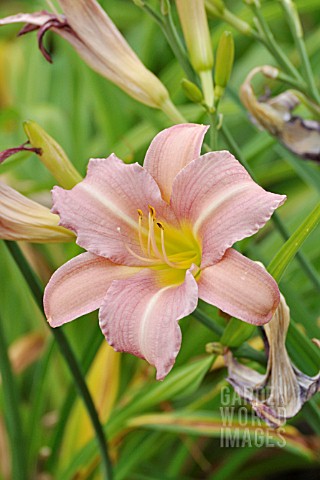 HEMEROCALLIS_LAVENDER_FLIGHT