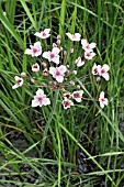 BUTOMUS UMBELLATUS  FLOWERING RUSH