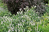 GALEGA OFFICINALIS  GOATS RUE