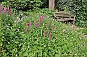 LYTHRUM SALICARIA  PURPLE LOOSESTRIFE  GERANIUM  CRANESBILL