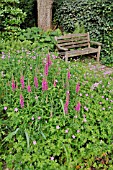 LYTHRUM SALICARIA  PURPLE LOOSESTRIFE  GERANIUM  CRANESBILL