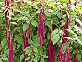 AMARANTHUS CAUDATUS, LOVE LIES BLEEDING