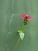 ZINNIA PERUVIANA