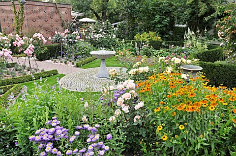 ERIGERON_ROSA_AND__HELENIUM_IN_A_ROSE_GARDEN