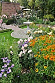 ERIGERON  FLEABANE  ROSA  ROSE  HELENIUM  SNEEZEWEED  IN A ROSE GARDEN