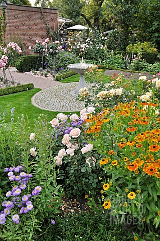 ERIGERON__FLEABANE__ROSA__ROSE__HELENIUM__SNEEZEWEED__IN_A_ROSE_GARDEN