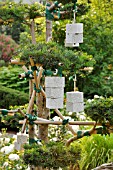 TAXUS BACCATA  COMMON YEW  WITH STONE WEIGHTS