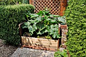 CUCURBITA PEPO CONVAR. GIROMONTIINA  ZUCCHINI  IN A RAISED BED. DESIGN: MARIANNE AND DETLEF LUEDKE