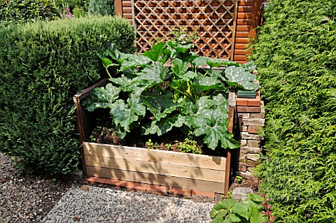 CUCURBITA_PEPO_CONVAR_GIROMONTIINA__ZUCCHINI__IN_A_RAISED_BED_DESIGN_MARIANNE_AND_DETLEF_LUEDKE