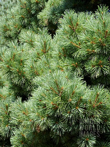 PINUS_STROBUS_NANA_WEYMOUTH_PINE