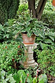 HOSTA  PLANTAIN LILY  ON A STONE COLUMN. DESIGN: MARIANNE AND DETLEF LUEDKE