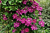 CLEMATIS HYBR.