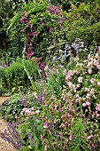 PERENNIAL BORDER WITH CAMPANULA  BELLFLOWER  ROSA  ROSE  CLEMATIS  CLEMATIS. DESIGN: MARIANNE AND DETLEF LUEDKE