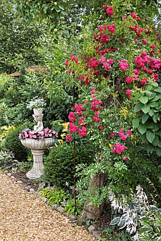 ROSA_SUPER_EXCELSA__ROSE__WITH_PLANTED_FOUNTAIN_DESIGN_MARIANNE_AND_DETLEF_LUEDKE