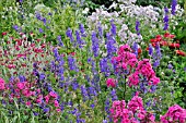 PHLOX PANICULATA AND CONSOLIDA AJACIS