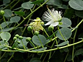 CAPPARIS SPINOSA, CAPER PLANT