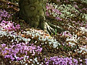 CYCLAMEN HEDERIFOLIUM, IVY-LEAVED CYCLAMEN