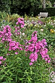 PHLOX PANICULATA  GARDEN PHLOX. DESIGN: MARIANNE AND DETLEF LUEDKE