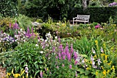 LYTHRUM SALICARIA  PURPLE LOOSESTRIFE  LYSIMACHIA PUNCTATA  DOTTED LOOSESTRIFE  MALVA  MALLOW  AT A GARDEN POND. DESIGN: MARIANNE AND DETLEF LUEDKE