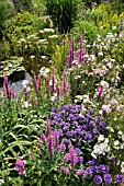 LYTHRUM SALICARIA  PURPLE LOOSESTRIFE  CAMPANULA GLOMERATA  CLUSTERED BELLFLOWER  MALVA  MALLOW  AT A GARDEN POND. DESIGN: MARIANNE AND DETLEF LUEDKE