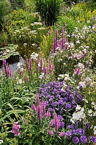 LYTHRUM_SALICARIA__PURPLE_LOOSESTRIFE__CAMPANULA_GLOMERATA__CLUSTERED_BELLFLOWER__MALVA__MALLOW__AT_