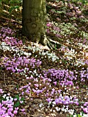 CYCLAMEN HEDERIFOLIUM, IVY-LEAVED CYCLAMEN