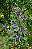 IPOMOEA PURPUREA  COMMON MORNING GLORY