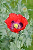 PAPAVER SOMNIFERUM  OPIUM POPPY