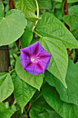 IPOMOEA PURPUREA  COMMON MORNING GLORY