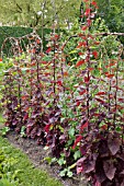 ATRIPLEX HORTENSIS VAR. RUBRA  RED ORACHE. DESIGN: SUSANNA KOMISCHKE