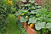 RAISED BED WITH CUCURBITA MAXIMA, (PUMPKIN). (DESIGN: SUSANNA KOMISCHKE)