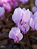 CYCLAMEN HEDERIFOLIUM (AGM)