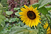 HELIANTHUS ANNUUS  SUNFLOWER