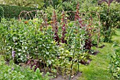 VEGETABLE GARDEN WITH VICIA FABA  BROAD BEAN  ATRIPLEX HORTENSIS VAR. RUBRA  RED ORACHE. DESIGN: SUSANNA KOMISCHKE