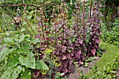 VEGETABLE GARDEN WITH ATRIPLEX HORTENSIS VAR. RUBRA. DESIGN: SUSANNA KOMISCHKE