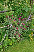 LYCHNIS CORONARIA  CROWN PINK  CAMPANULA  BELLFLOWER  VITIS VINIFERA  GRAPE VINE. DESIGN: SUSANNA KOMISCHKE