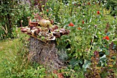 CONTAINER GARDEN WITH SUCCULENTS. DESIGN: SUSANNA KOMISCHKE