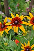 RUDBECKIA HIRTA  CONE FLOWER