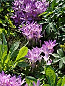 COLCHICUM SPEC., AUTUMN CROCUS