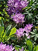 COLCHICUM SPEC., AUTUMN CROCUS