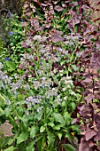 BORAGO OFFICINALIS, ATRIPLEX HORTENSIS VAR. RUBRA. DESIGN: SUSANNA KOMISCHKE