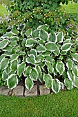 HOSTA