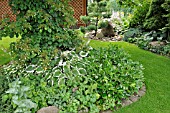 HYDRANGEA ANOMALA SUBSP. PETIOLARIS AND HOSTA. DESIGN: MARIANNE AND DETLEF LUEDKE